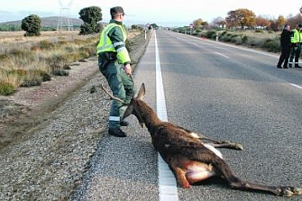 El Ministerio de Fomento resulta condenado en un accidente causado por un ciervo