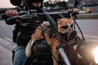 Viajar en moto con tu mascota